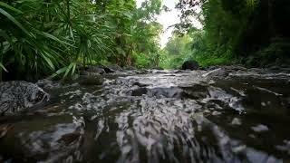 The sound of birds in the morning sleep relaxation - The sound of a river that makes you sleepy