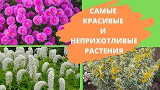 7 САМЫХ КРАСИВЫХ И НЕПРИХОТЛИВЫХ растений для ленивого цветовода