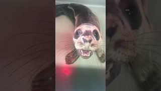 This seal  sings‍ very well and deserves applause #shorts