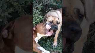 Boerboel & American Bulldog x Best Buddies flashback #shortsfeed #boerboel #dog #trending