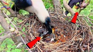 Indian crow attack in myna baby  Crow attack in birds baby  Animals and Birds