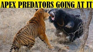Top 10 Apex Predators Fighting Each Other