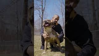 Meet Raiden the new DDK star bully #ytshorts #shorts #dogdynasty #dog #bullies