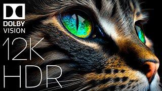 WORLD OF ANIMALS IN DOLBY VISION™  HDR 12K 60FPS TRUE CINEMATIC