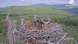 Louis the Loch Arkaig Osprey arrives fishless again and gets told off by Dorcha 12 Jul 2024