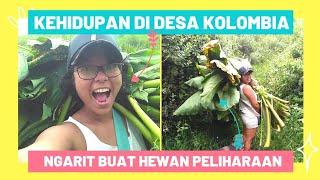 Ngarit Lagi Buat Makanan Hewan  Kehidupan di Desa Kolombia