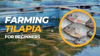 Budidaya Tilapia Untuk Pemula - Bertani dengan Tilapia