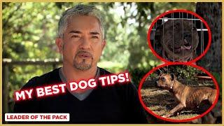 Learn the Basics of Dog Training Staffordshire Bull Terrier  Leader of the Pack