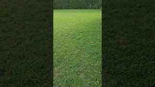 #tidy #green #grass #nature #lover #countryside #life #shortvideo #viral #viralvideo