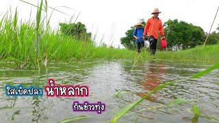 ใส่เบ็ดน้ำหลาก กินข้าวทุ่งบรรยากาศฝนตกรินๆ ดึงเบ็ดพันกอข้าวแตกกระจายบ้านนาพาสุข  EP.383