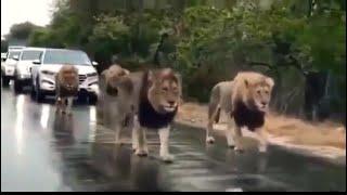 500 lions on street of russia