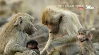 Бабуины правила стаи  Baboons Rules of the Troop   HD 