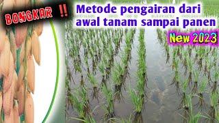 metode pengairan lahan sawah dari awal sampai panen