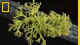 Whats in a Lichen? How Scientists Got It Wrong for 150 Years  Short Film Showcase