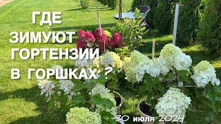 ПОЧЕМУ ГОРТЕНЗИИ В ГОРШКАХ И ГДЕ ОНИ ЗИМУЮТ?