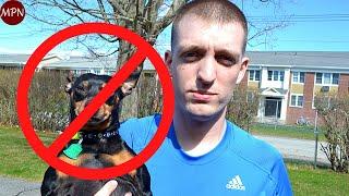 5 REAL Reasons not to get a Miniature Pinscher