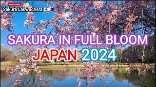 Sakura in Full Bloom  Shimotsuma Sanuma Park in Japan 2024 @sakuralakwachera9382