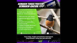 SEMAKIN TINGGI PROTEIN SEMAKIN GACOR ?