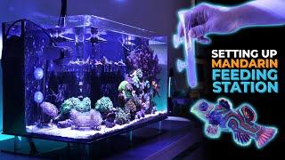 Setting Up Mandarin Dragon Feeding Station & Nano Reef Tank Update  Blue Reef Tank