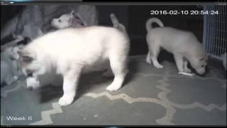 Siberian Husky Puppy Live Stream HD