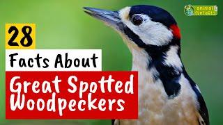 28 Facts About Great Spotted Woodpeckers - Learn All About - Animals for Kids - Educational Video