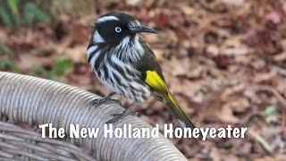 The New Holland Honeyeater