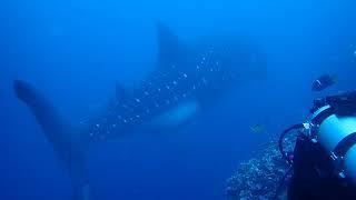 Darwins Arch - Whale Shark