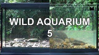 Wild Aquarium 5