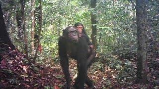 Gabons rainforest wildlife caught on a single trap camera. What an incredible diversity