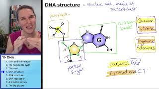 DNA Structure 4- DNA structure