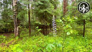 Beautiful morning summer forest after rain. Soothing birdsong for sleep.