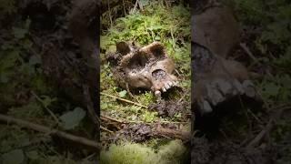 Bigfoots Skull Found?