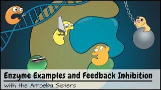 Enzyme Examples CofactorsCoenzymes Inhibitors and Feedback Inhibition