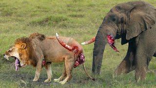 Elephant Show Strength Painful Lion Is Attacked And Tortured By Africas Deadliest Elephant