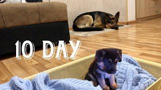 Щенок Немецкой овчарки в 10 дней - German Shepherd puppy at 10 days old