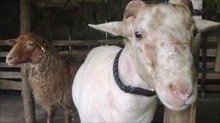Bauernhof-Update Schafe scheren mit dem Profi