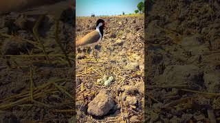 let see the #ploverRed-Wattled #lapwing making sound #relaxing #birdsound