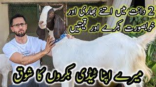 Ghar Ki Cht Pr Goats Farm Or Mere Bakre Bakre For Qurbani 2023 Near Sohrab Goth B4BIRDS