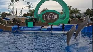 A minute of just some Dolphins jumping around  Seaworld  San diego 