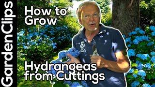 How to Choose the Best Stem Cutting to Propagate Hydrangeas & WHEN NOT TO DO IT  Step by step Guide