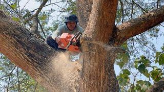 Thrilling… cut down a Huge tree in the middle of the village.