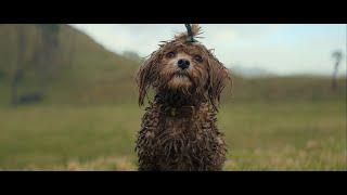 TUX  Feeding the kiwi in all our dogs for 70 years