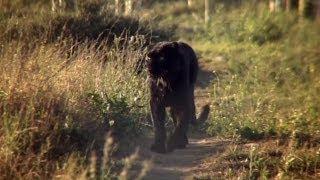 The incredible story of how leopard Diabolo became Spirit - Anna Breytenbach animal communicator.