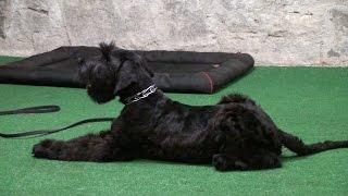 Female Giant Schnauzer Zenka