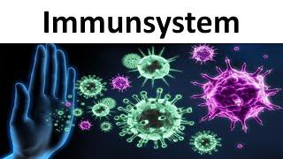 Immunsystem Einführung  Zusammenfassung - Biologie Oberstufe