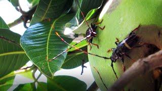 Mango Stem Borer eating my Mango Tree  Batocera rufomaculata