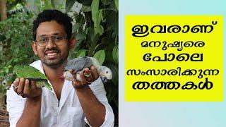 ഇണക്കി വളർത്താൻ പറ്റിയ തത്തകുഞ്ഞുങ്ങൾ വേണോ?  Amazon parrot  Grey Parrot  Hahns Macaw