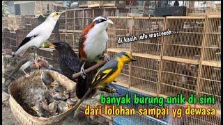 UPDATE HARGA BURUNG DI PASAR PAHING MAOSPATI