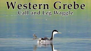 Western Grebe Call Leg Waggles