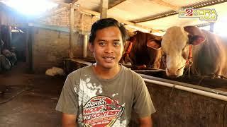 COVID-19 VS BULAN SURO HARGA SAPI SEMAKIN HANCUR